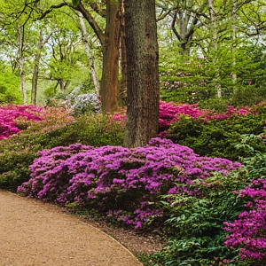 Azalea Encore Autumn Royalty